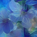 blaueBlumen2